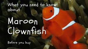 Maroon Clownfish What You Need To Know Before You Buy