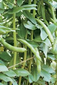 Image result for Vicia faba