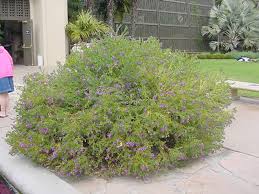 Image result for Polygala capillaris