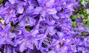 Ab wann kann man rhododendron pflanzen? Rhododendron Im Garten Tipps Zum Pflanzen Pflegen Dungen Schneiden