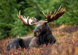 Canada, norway mayors fight over world's largest moose. Moose Habitat Size Weight Diet Antlers Facts Britannica