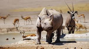 It was proclaimed a game reserve in march 1907 in ordinance 88 by the governor of german south west africa, dr. Etosha Nationalpark Namibia Luxury Safari Travelnetbook Dmc Afrika