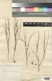 Image result for Iphigenia pauciflora