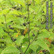 Image result for Solanum sp. B