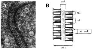 The external urethral sphincter surrounds the urethra as it passes through the urogenital diaphragm. Nephrin Is Specifically Located At The Slit Diaphragm Of Glomerular Podocytes Pnas