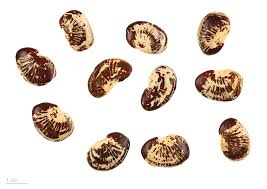 Image result for Phaseolus lunatus