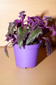 Image result for Gynura scandens