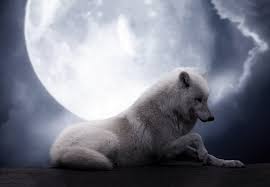 Framed Print Wild White Wolf Laying With Full Moon Animal Picture Poster Art Wolf Photos Beautiful Wolves Arctic Wolf
