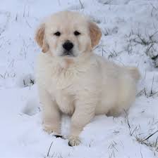 Third, grr provides a forum for golden retriever fanciers to meet. Bolt Is A Male Golden Retriever Puppy For Sale At Puppyspot Call Us Today To Learn More Reference 5833 Dogs Golden Retriever Retriever Puppy Golden Retriever