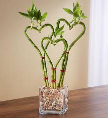 Pin By Sophie On Fyta Eswterikoy Xwroy Plant In Glass Lucky Bamboo Bamboo Plants