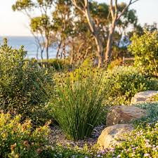 Image result for Ficinia