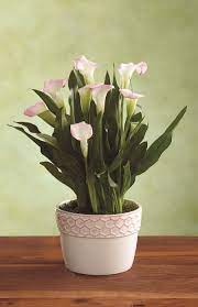 A Beautiful Calla Lily Plant For Mother S Day Make Her Smile Lily Plants Plants Mother S Day Gift Baskets