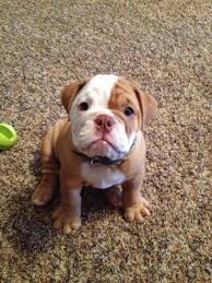 Pin By Lisa Mehlhoff Wutzke On Pugs Stuff American Bulldog Puppies Bulldog English Bulldog Pictures