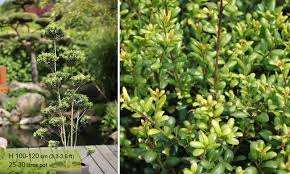 Cocktail napkins christmas holly berry chinese japanese celadon ivy set of 4. Ilex Crenata Convexa Japanese Holly Pom Pon Garden Plants Online