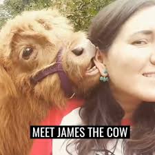 James the little highland cow was bullied out of his herd, so he became a  dog instead 😭😍
