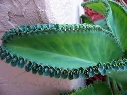 Succulent Kalanchoe Laetiviren Plants 30 Baby Plants Planting Succulents Succulents Plants