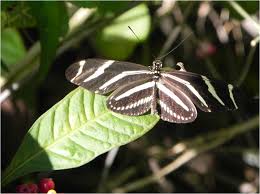 Inner Workings How The Butterfly Got Its Spots And Why It Matters Pnas Eyes as dreamy as a doe's, lips as soft as buttery chocolate, steps as elegant as a gazelle's last night i went out, looked up into the sky and matched all the stars with the reasons why i admire you. butterfly got its spots