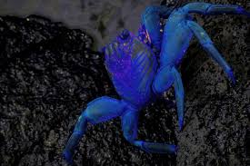 Cancer constellation has 2 planets that orbiting its (own) a star other than the sun. What Is Cancer Spirit Animal And Its Meaning