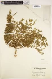 Image result for Carpolobia alba