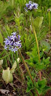 Image result for Pentanisia