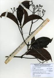 Image result for Psychotria articulata