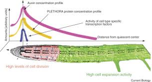 What plant activity requires cell division. Plant Roots Recycled Auxin Energizes Patterning And Growth Sciencedirect