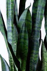Image result for Sansevieria trifasciata