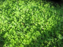 These premium fabrics are perfect for surpressing weeds in. What Is The Best Way To Remove Grass From My Ground Cover Sedum Gardening Landscaping Stack Exchange