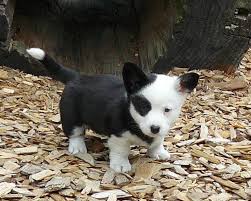 Adorable Black And White Corgi Puppy Cardigan Welsh Corgi Puppy Monet Cutest Cardigan Puppy Ever Corgi Cardigan Welsh Corgi Puppies Corgi Dog