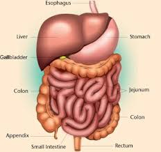 Human digestive system, system used in the human body for the process of digestion. Abdominal Cavity Definition And Organs Biology Dictionary