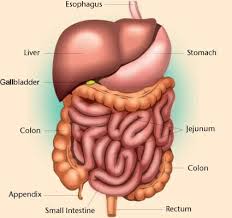 Physicians and anatomists divide the human abdomen into four different regions or quadrants. Abdominal Cavity Definition And Organs Biology Dictionary