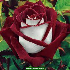 Osiria Rose Rose Seeds Hybrid Tea Roses Flower Seeds