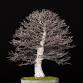 Baikoen Bonsai Kenkyukai 61st Winter Silhouettes event image