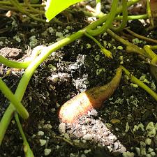 Image result for Ipomoea batatas pots