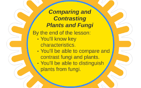 We did not find results for: Plants Vs Fungi Vs Animals Venn Diagram Cakomo