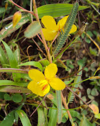 Image result for Chamaecrista mimosoides