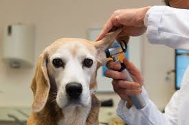 Is there a free microchip registry for dogs? Services