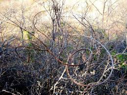 Image result for Triaspis macropteron