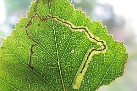 Image result for Stigmella lapponica