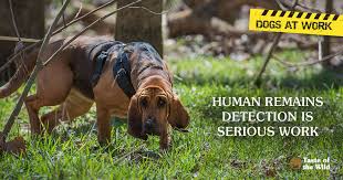 After a private investigator claimed that his cadaver dogs were alerted to human remains near where deorr kunz jr. Cadaver Dogs Do Spooky But Necessary Work