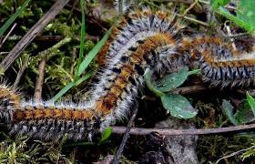 Pas agréable de découvrir une traînée noire qui se révèle mouvante : Vendee Gare Au Retour Des Chenilles Processionnaires Du Pin Le Journal Du Pays Yonnais
