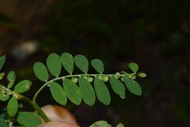 Image result for Phyllanthus graminicola