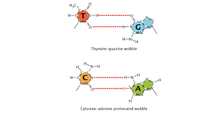 Errors In Dna Replication Learn Science At Scitable