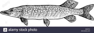 Download This Stock Vector Pike Fish Illustration Drawing Engraving Line Art Realistic Hngy51 From Alamy S Lib Fish Illustration Pike Fish Fish Drawings