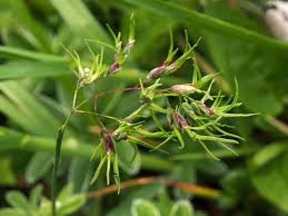 Image result for Poa schimperiana