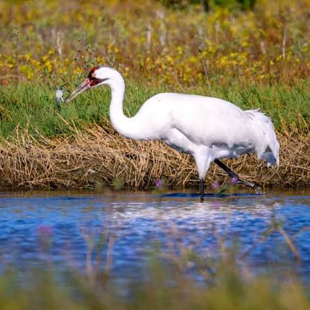 A whooping crane enjoys a fresh catch! Every winter, whooping cranes  journey to the Texas coast, settling in the estuarine habitats of San  Antonio bay. These wetlands, supported by freshwater from the