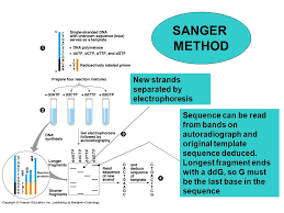 sangers method of gene sequencing online biology notes