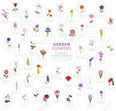 Some will set seed if the flowers are left to produce seed heads and return the following year. Your Garden Guide Top 50 Most Popular Flowers Infographic Vector Illustration Royalty Free Cliparts Vectors And Stock Illustration Image 103438105