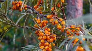 Huge collection, amazing choice, 100+ million high orange nightshade berries and small paprika fruits in clay pots, greenhouse garden decor. Gifts Of Nature In The Burabay Resort