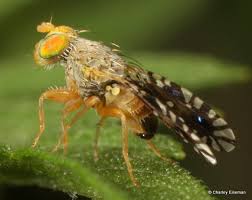 Image result for Eulophia bisaccata